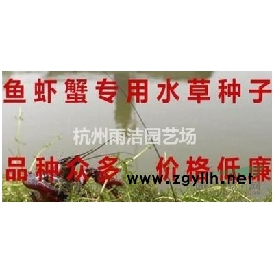 红叶石楠、紫叶矮樱、红叶小檗、棣棠等