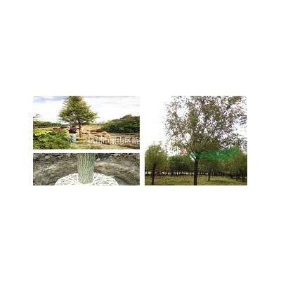 红叶小檗苗 金叶女贞苗 黄杨苗 庭院绿篱 冬青苗 床苗 绿化