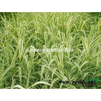 红叶小波价格红叶小波基地红叶小檗