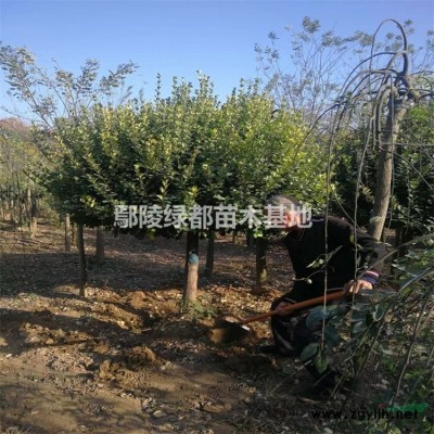 可供山西运城红叶小檗价格 红叶小檗苗圃基地 运城苗木