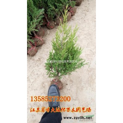 红瑞木小苗价格报价/*新扦插红瑞木小苗价格