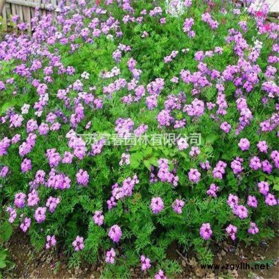 红端木，红瑞木苗，别名红梗木、凉子木，红端木，红瑞木价格