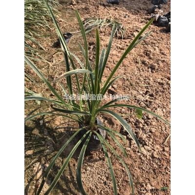 金叶假连翘图片/金叶假连翘报价