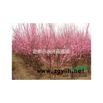 红瑞木厂家，红瑞木种植基地，红瑞木供应商