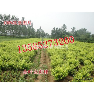 出售丛生连翘毛球冠幅40-120公分，连翘球价格，规格*