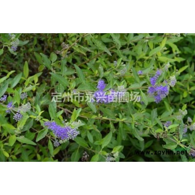 红瑞木小苗，红瑞木价格，红瑞木苗木基地低价销售