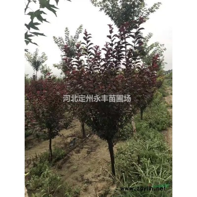 红瑞木行情报价/红瑞木图片展示