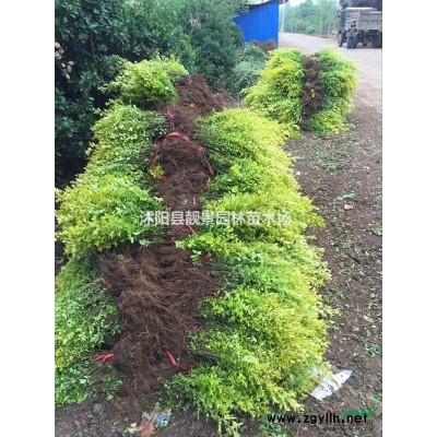 连翘丛生价格 连翘种植方法及介绍 连翘球状