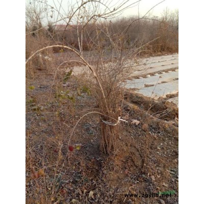 红瑞木 大冠红瑞木厂家 冠丛高1-2米多分枝