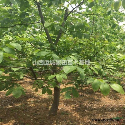 连翘苗哪里多？基地在什么地方？山西运城大面积连翘种植基地