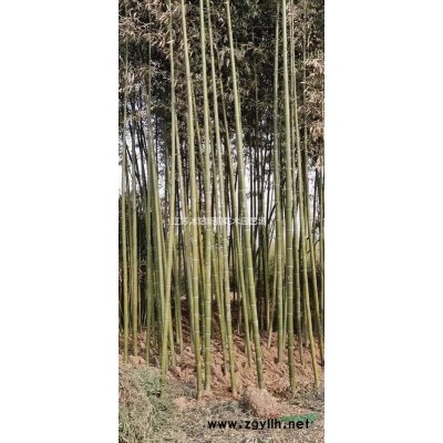 紫丁香 暴马丁香 丛生丁香 独杆丁香