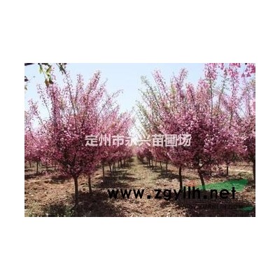 定州连翘报价，连翘厂家直销