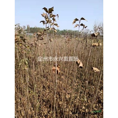 定州华北连翘，华北连翘价格，华北连翘直销