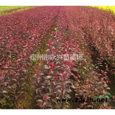 金叶连翘，金叶连翘报价，金叶连翘供应商*选永兴苗圃