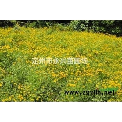 丛生紫丁香1.2元装车，另有大棵紫丁香价格优惠