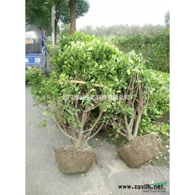 花石榴 红叶桃 含笑球 黄玉兰 红白黄玉兰 红瑞木 黄金槐