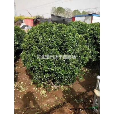 东北连翘厂家，东北连翘产地，东北连翘价格低*选永丰苗圃