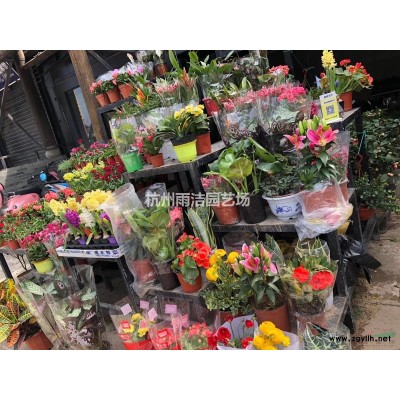 供应连翘球、连翘小苗