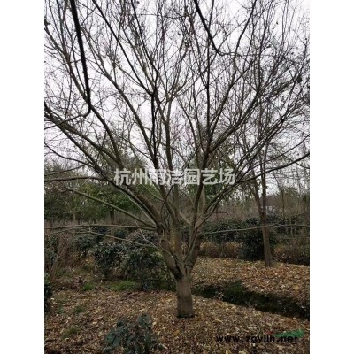 西洋杜鹃、红车、假连翘（黄金露）、黄金香柳，各种规格有需要的