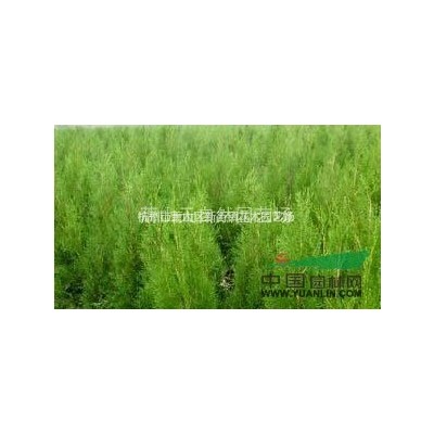 供应卫矛、连翘、迎春花、火棘、红王子锦带花、花石榴