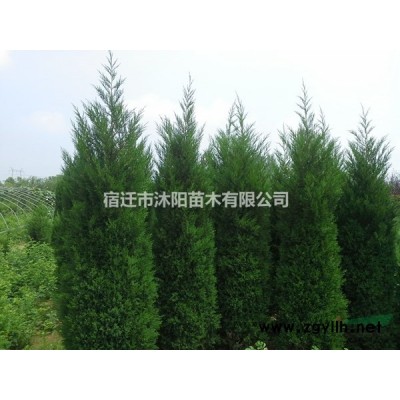 茶梅价格_茶梅图片_茶梅产地_茶梅球绿化苗木苗圃基地