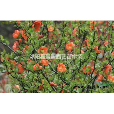 0.5公分连翘苗哪里有货？