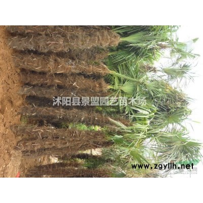 黄连翘球价格哪里*低？