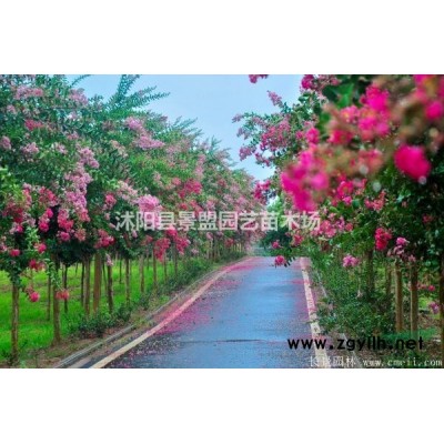 50公分连翘苗价格多少钱？连翘苗80公分高哪里有？