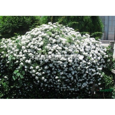 0.3公分连翘苗是什么价格？0.3公分连翘苗多少钱一棵？