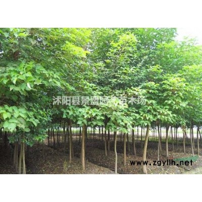 哪里有绿化连翘种植基地？