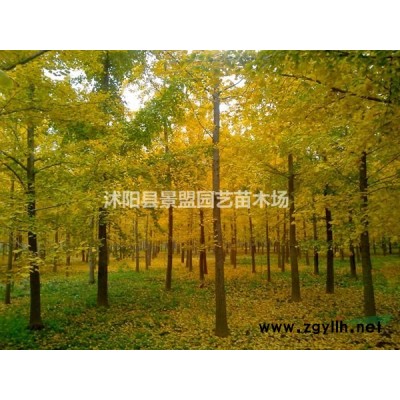 九月移栽连翘成活率高吗？