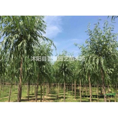 绿化连翘是什么品种？
