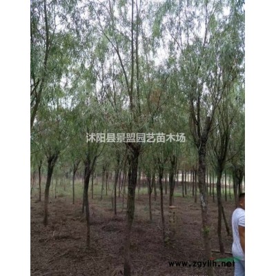 地被连翘价格哪里相对较便宜？