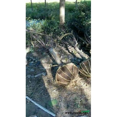 2019年花石榴价格走势\花石榴价格\花石榴行情