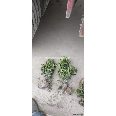 浙江花石榴 萧山花石榴 杭州花石榴价格哪里好/哪家便宜