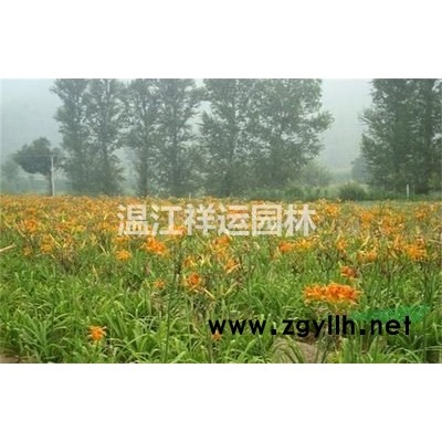 出售金叶连翘