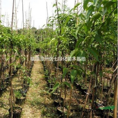 黄金叶价格，金叶假连翘价格图3