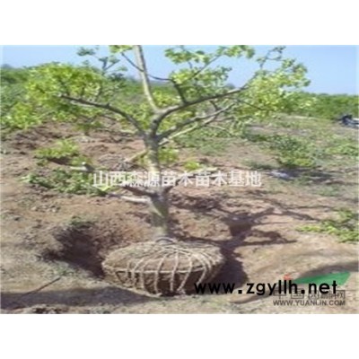 1年连翘苗培育基地==2年连翘苗种植厂家==3年连翘苗农户直销