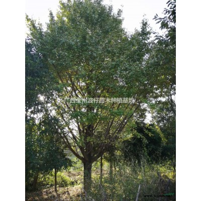 大小规格桂花树 广西桂花价格 桂林桂花树基地