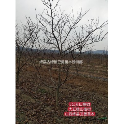 2年连翘苗价格！！2年生连翘苗种植（成本+经济效益）