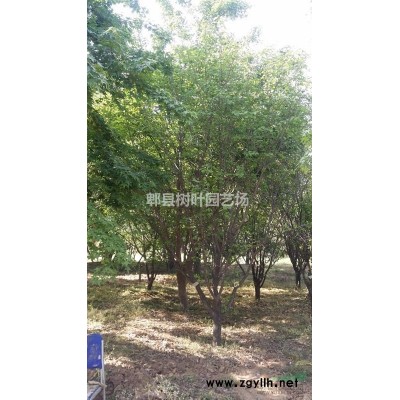 供应精品紫薇，紫薇价格，紫薇报价表，紫薇新价格，哪家紫薇价格更有优势？