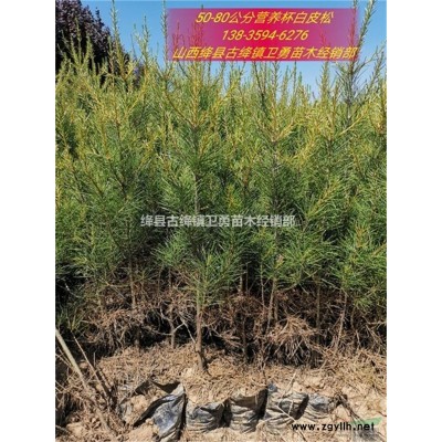 连翘苗产地+价格===山西产地供应1-2年药用连翘苗