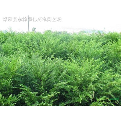 金叶女贞 小檗 黄杨 水蜡 红瑞木 卫矛 连翘 桧柏
