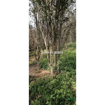 红瑞木基地，红瑞木报价，红瑞木*选定州永兴苗圃