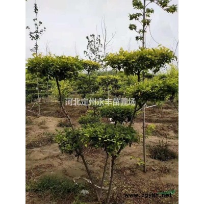 红瑞木 保定红瑞木基地 红瑞木价格 河北红瑞木 红瑞木直销