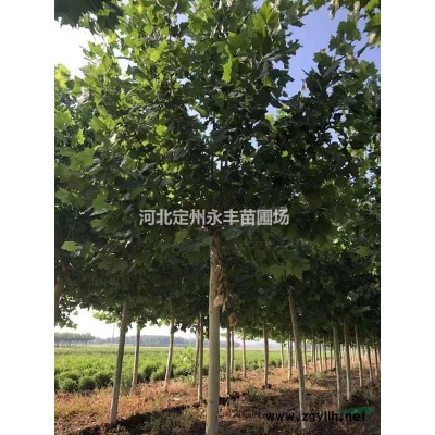 红瑞木，河北红瑞木，保定红瑞木，定州红瑞木 苗圃直销量大