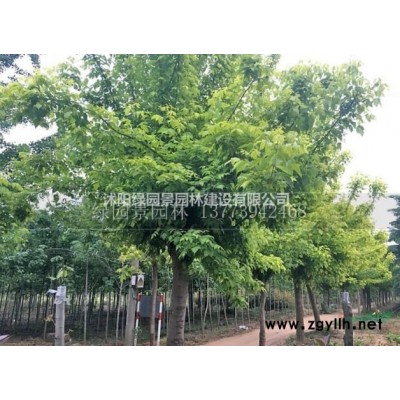 绿园景园林供应大小规格小叶女贞球价格基地/金森女贞球、连翘球