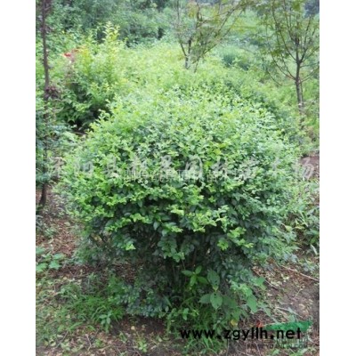 连翘小苗 园林绿化金钟花一棵多少钱