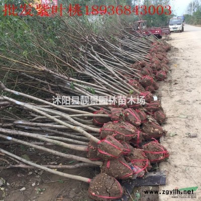 药用连翘小苗 药业连翘种子 连翘梗部1公分粗壮苗