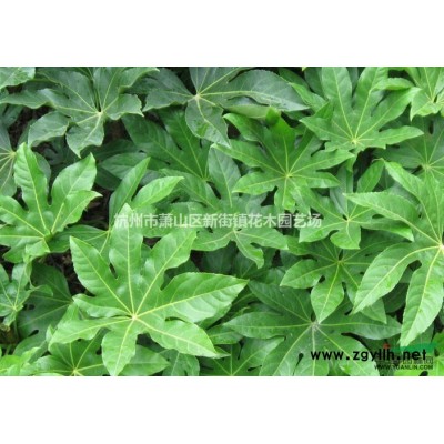 红瑞木基地红瑞木价格